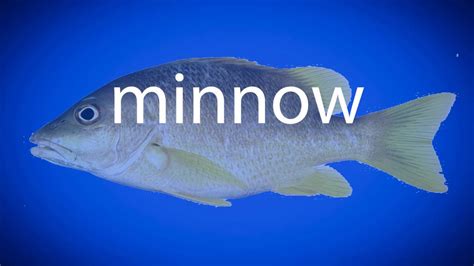 minnow pronunciation|how to pronounce minnow.